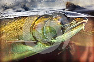 Chinook Coho Salmon Close Up Issaquah Hatchery Washington State