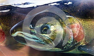 Chinook Coho Salmon Close Up Issaquah Hatchery Washington State
