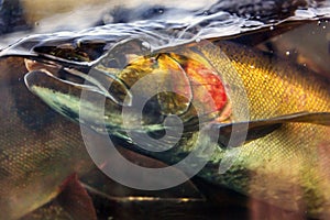 Chinook Coho Salmon Close Up Issaquah Hatchery Washington State