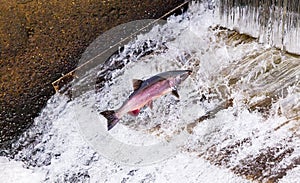 Chinook Coho Salmon Jumping Issaquah Hatchery Washington State