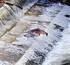 Chinook Coho Salmon Jumping Issaquah Hatchery Washington State