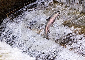 Chinook Coho Salmon Jumping Issaquah Hatchery Washington State photo