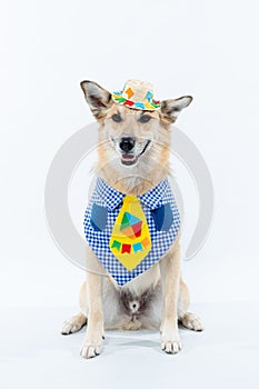Chinook dog  wearing a yellow bow tie and a matching hat on a white background