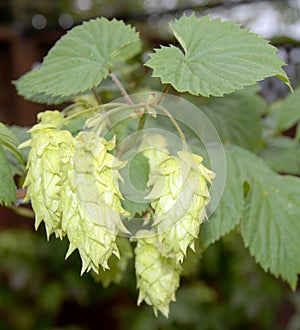 Chinook hop vine