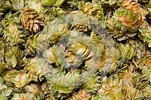 Chinook leaf hops