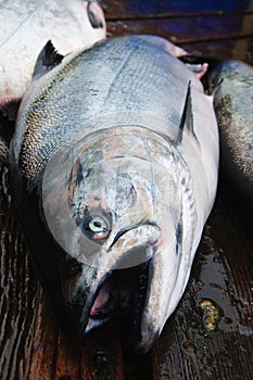 Chinook Salmon photo