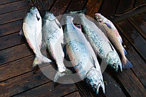 Chinook Salmon