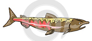 Chinook salmon