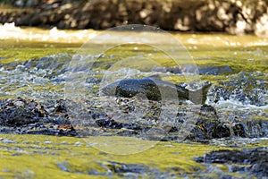 Chinook Salmon also known as King Salmon