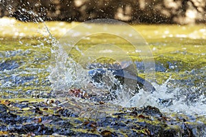 Chinook Salmon also known as King Salmon