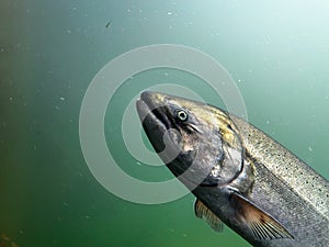 Chinook Salmon Closeup