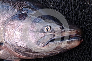 Chinook Salmon Head - Oncorhynchus tshawytscha