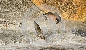 Chinook Salmon jumping at dam