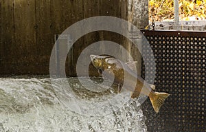 Chinook Salmon jumping at a Fish ladder on the Bowmanville Creek Ontario