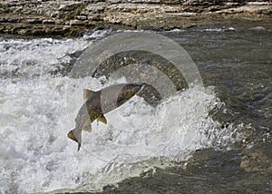 Chinook Salmon Jumping in river