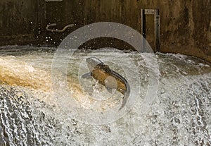 Chinook Salmon leaping from the water at a fish ladder on the Bowmanville Creek