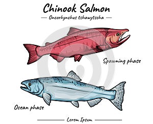 Chinook salmon ocean and spawning phase