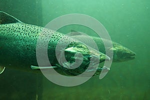 The Chinook salmon Oncorhynchus tshawytscha also called king salmon. Fish on their way to spawning, view from Ballard Locks in photo