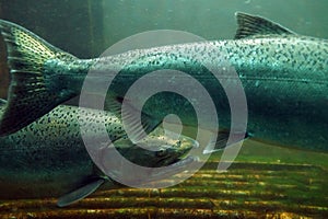 The Chinook salmon Oncorhynchus tshawytscha also called king salmon. Fish on their way to spawning, view from Ballard Locks in photo