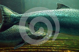 The Chinook salmon Oncorhynchus tshawytscha also called king salmon. Fish on their way to spawning, view from Ballard Locks in