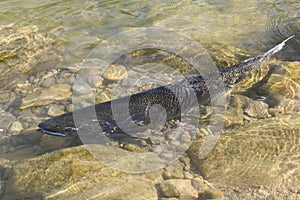 Chinook Salmon in River Spawning