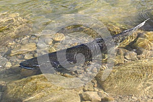Chinook Salmon in River Spawning photo