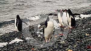 Chinstrap and Gentoo Penguins coming out of the ocean on Deception island in Antarctica.