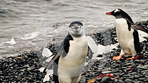 Chinstrap and Gentoo Penguins coming out of the ocean on Deception island in Antarctica.