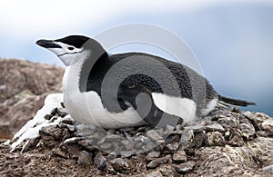 Chinstrap on the Nest photo