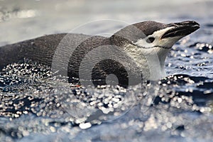 Chinstrap penguin