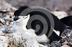 Chinstrap Penguin