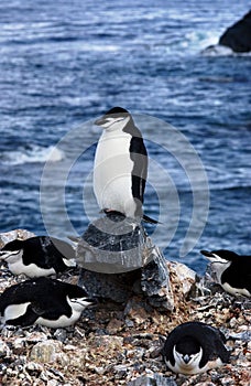 Chinstrap penguin