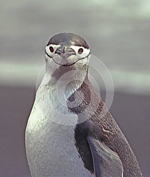 Chinstrap Penguin