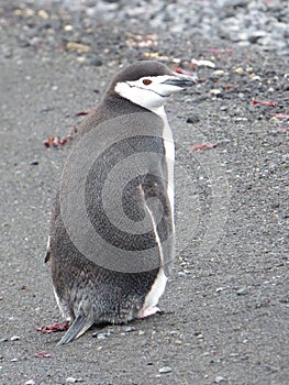 Chinstrap penguin