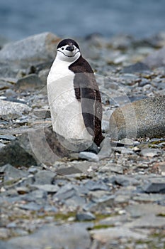 Chinstrap penguin