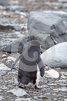 Chinstrap penguin