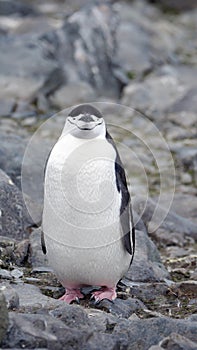 Chinstrap penguin