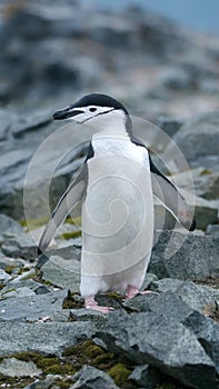 Chinstrap penguin