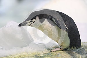 Chinstrap penguin