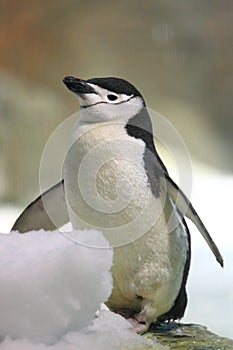Chinstrap penguin photo