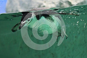 Chinstrap penguin photo