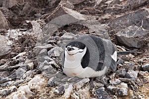 Chinstrap penguin