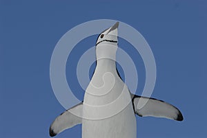 Chinstrap Penguin