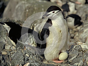 Chinstrap Penguin
