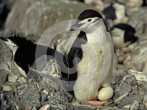 Chinstrap Penguin photo