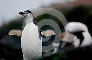 Chinstrap Penguin