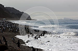 CHINSTRAP PENGUIN