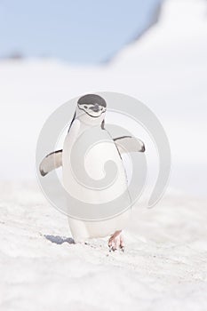 Chinstrap Penguin in Anatcrtica