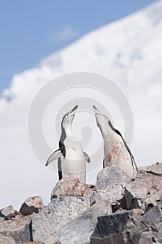 Chinstrap Penguin in Anatcrtica