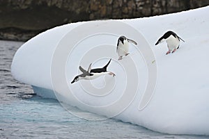 Chinstrap Penguin in Anatcrtica